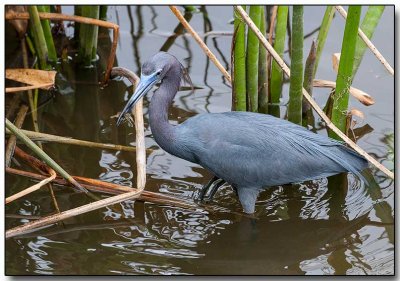 Little Blue Heron - with a crayfish