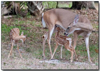 White-tailed Deer - Doe & Fawns, our neighbors