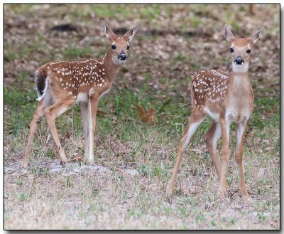 White-tailed Deer Fawns