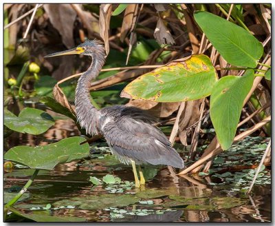 Tricolored Heron