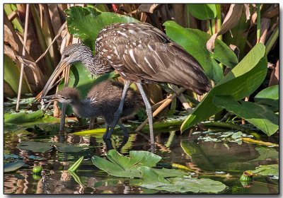 Limpkin feeding her chick