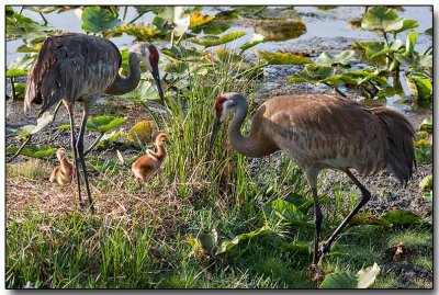 Sandhill Cranes with chicks