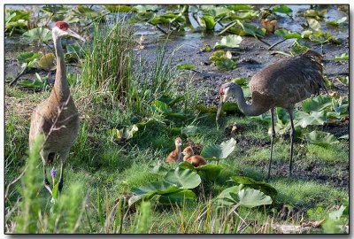 Sandhill Cranes with chicks