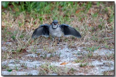 Blue Jay juvenille