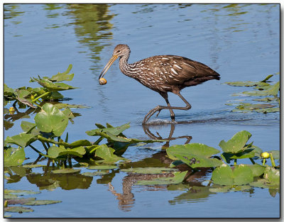 Limpkin with lunch (snail)