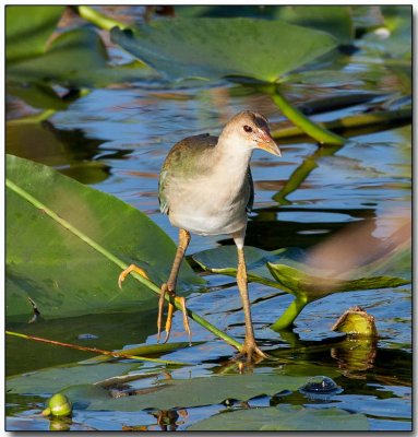 Purple Gallinule - immature