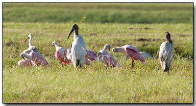 Roseatte Spoonbils and Wood Storks