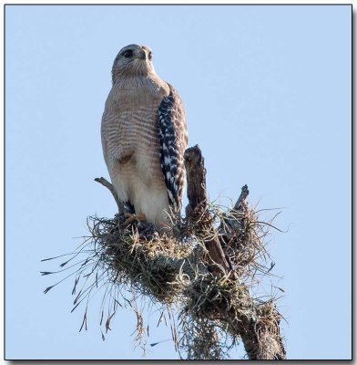 Red-shoulderd Hawk