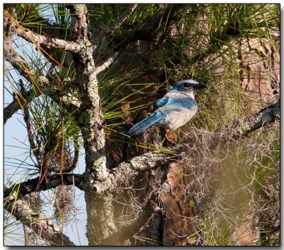 Florida Scrub Jay