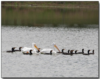 Fishing fleet - Cormorants and White Pelicans