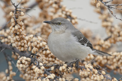 Moqueur polyglotte Northern Mockingbird