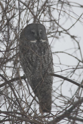 Chouette lapone Great grey Owl