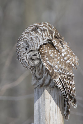 Chouette raye Barred Owl