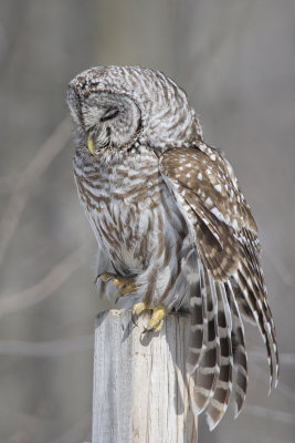 Chouette raye Barred Owl