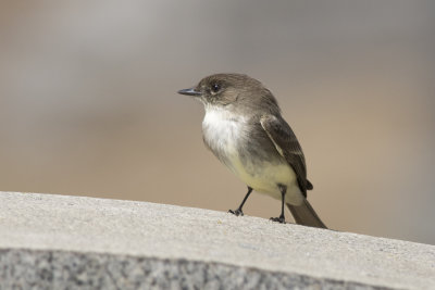 Moucherolle phbi Eastern Phoebe