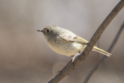 Rotelet  couronne rubis Ruby-crowned Kinglet