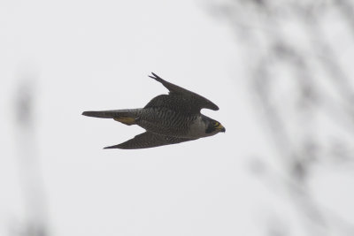 Faucon plerin Peregrine Falcon