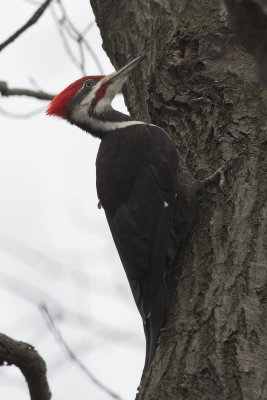 Grand Pic Pileated Woodpecker