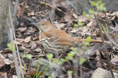 Moqueur roux Brown Thrasher