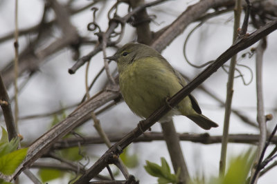 Paruline verdtre Orange-crowned Warbler