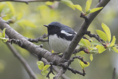 Paruline bleue Black-throated Blue Warbler