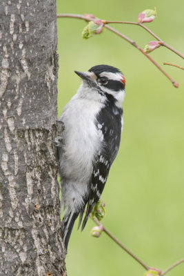 Pic mineur Downy Woodpecker
