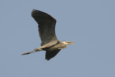 Grand Hron Great Blue Heron