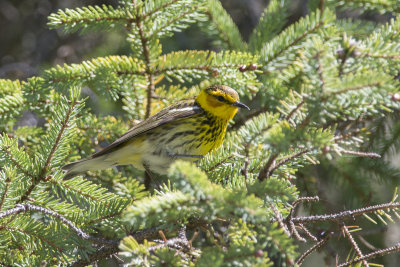 Paruline tigre Cape May Warbler