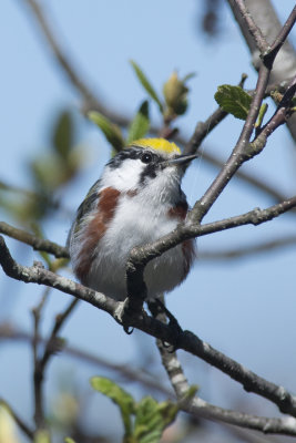Paruline  flanc marron Chestnut-sided Warbler