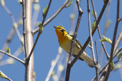 Paruline  gorge orange Blackburnian Warbler
