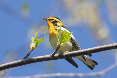 Paruline  gorge orange Blackburnian Warbler