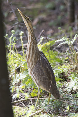 Butor d'Amrique American Bittern