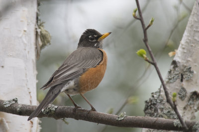 Merle d'Amrique American Robin 