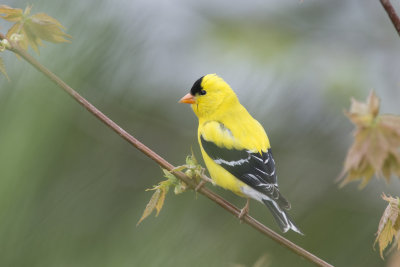 Chardonneret jaune American Goldfinch