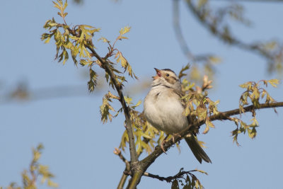 Bruant des plaines Clay-colored Sparrow