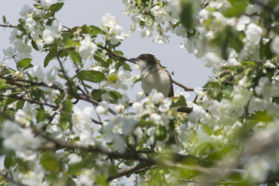 Coulicou  bec noir Black-billed Cuckoo