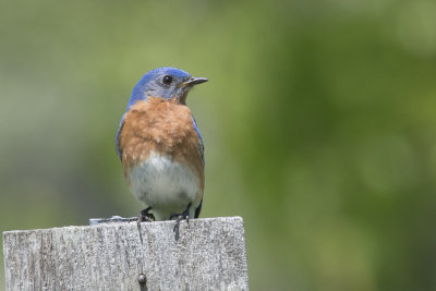 Merlebleu de l'Est Eastern Bluebird