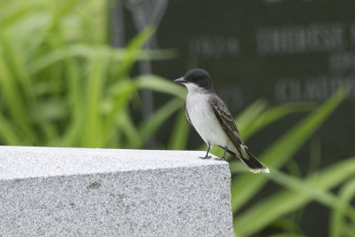 Tyran tritri Eastern Kingbird