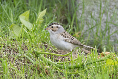 Bruant des plaines Clay-colored Sparrow