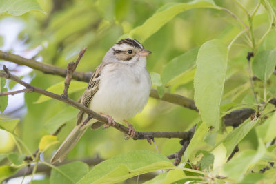 Bruant des plaines Clay-colored Sparrow