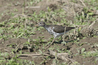 Chevalier grivel Spotted Sandpiper