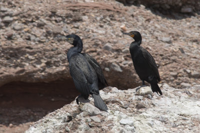 Grand Cormoran et Cormoran  aigrettes    Great Cormorant and Double-crested Cormorant