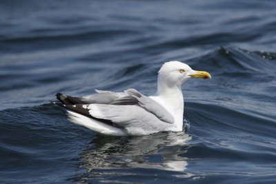 Goland argent Herring Gull