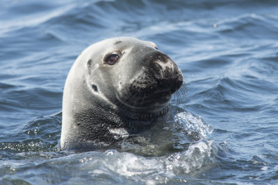 Phoque gris Grey Seal