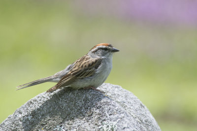 Bruant familier Chipping Sparrow