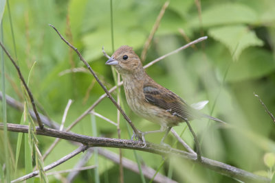 Passerin indigo Indigo Bunting