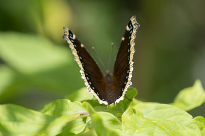 Morio Mourningcloak Butterfly