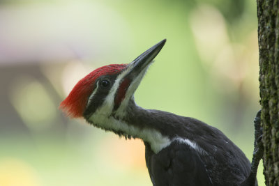 Grand Pic Pileated Woodpecker