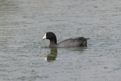 Foulque d'Amrique American Coot