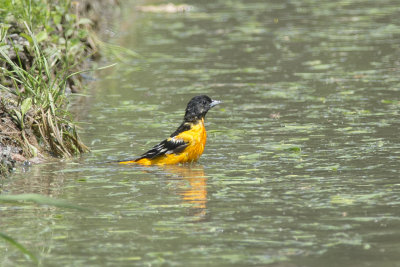 Oriole de Baltimore Baltimore's Oriole
